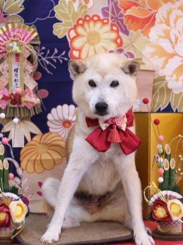 20240126シバタくん